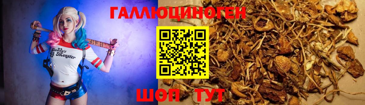 Галлюциногенные грибы Psilocybine cubensis Якутск
